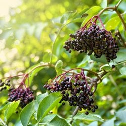 Elderberry plants